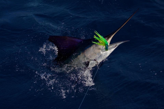 Tratando de sacarlo del agua
